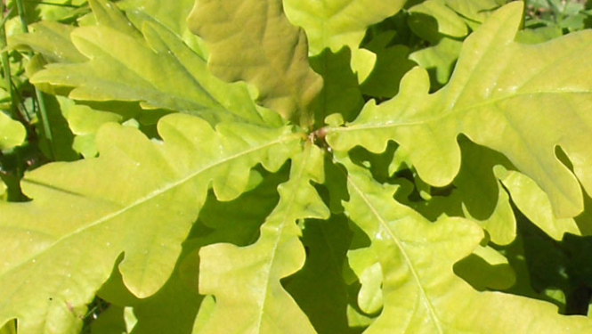 ozollapas