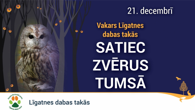Pūce Ziemā