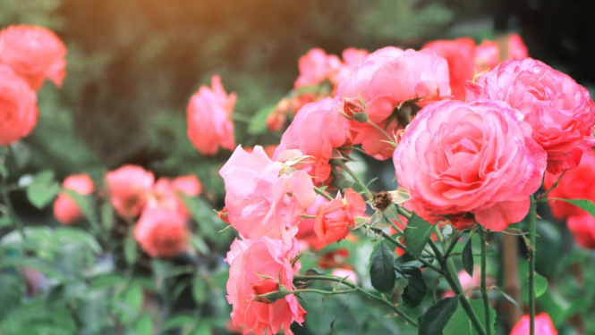 Rozes