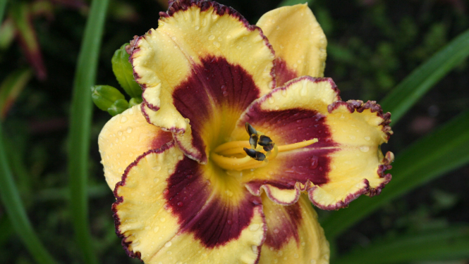 Dienlilijas