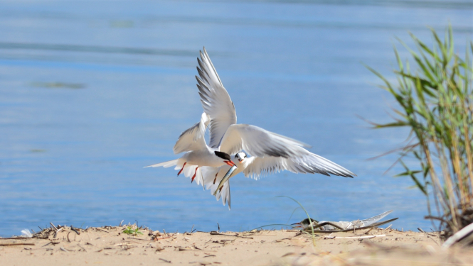 Foto: S.Martinsone