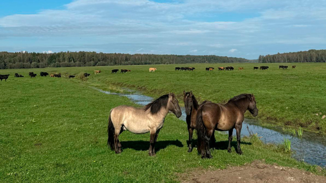 Savvaļa