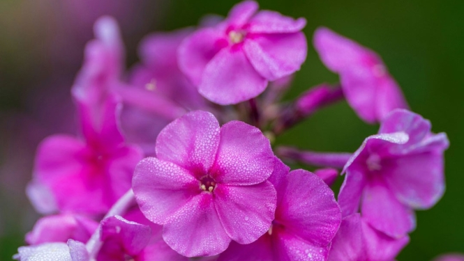 Floksis