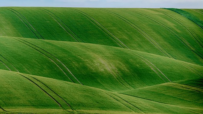 Zaļš lauks