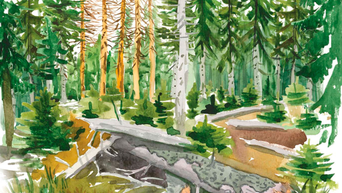 Ilustrācija Mežs