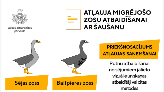 Zosis 