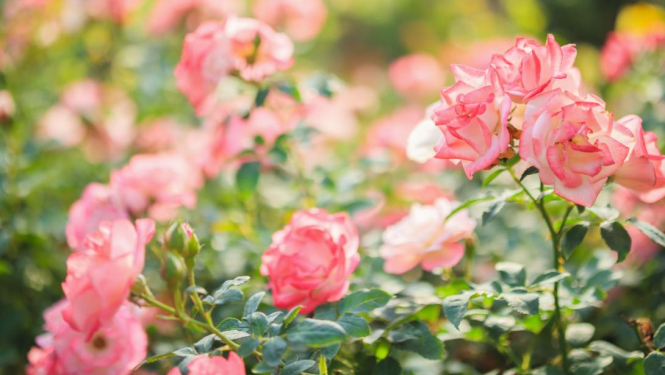 Rozes