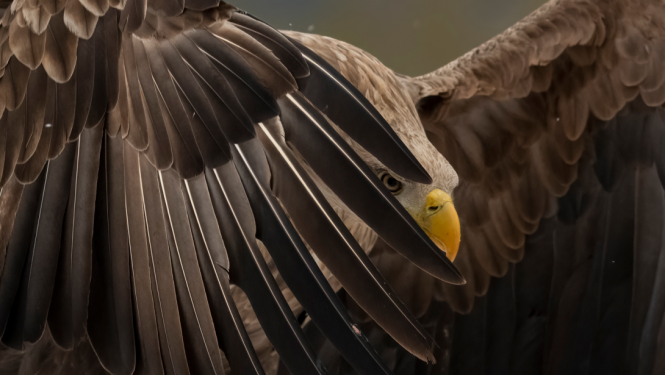 Ērglis