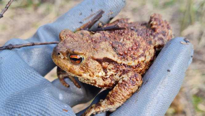 Krupis