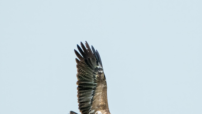 mazais ērglis