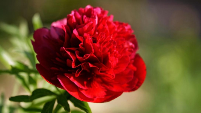 Peonija