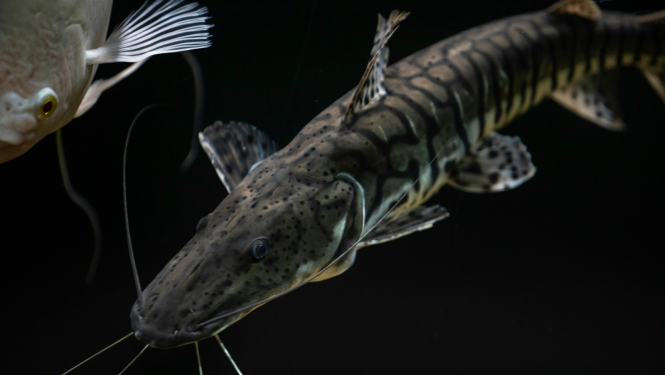 zivs ūdenī