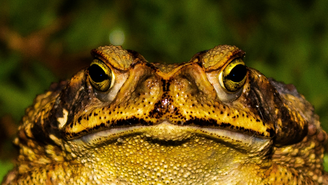 Krupis