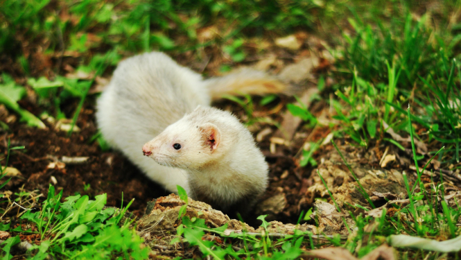 sermulis