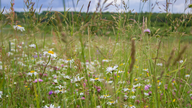 Pļava