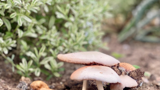 sēne