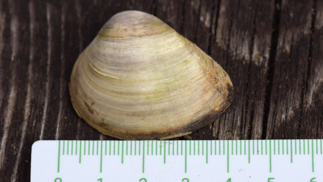 maktrgliemenes