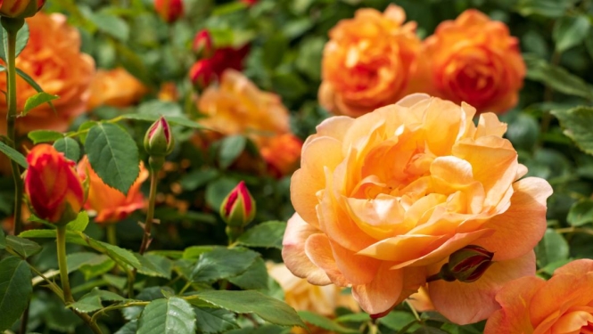Rozes