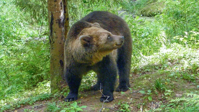 Brūnais lācis