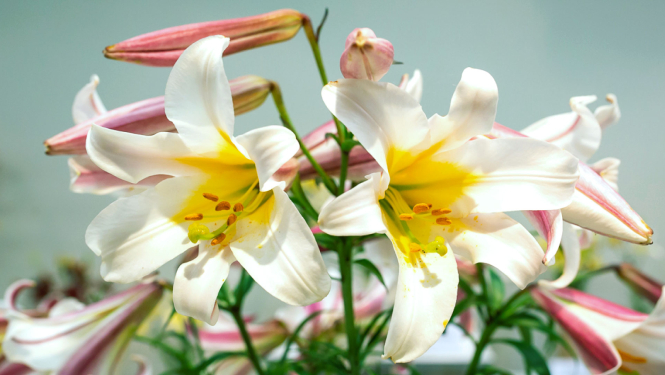 Lillijas