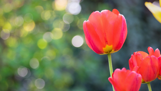 Tulpes