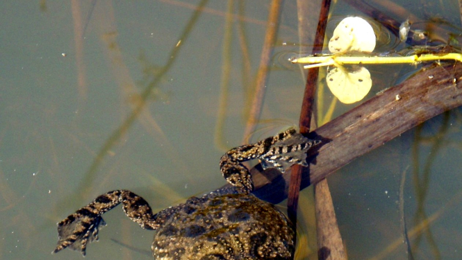 Ugunskrupis