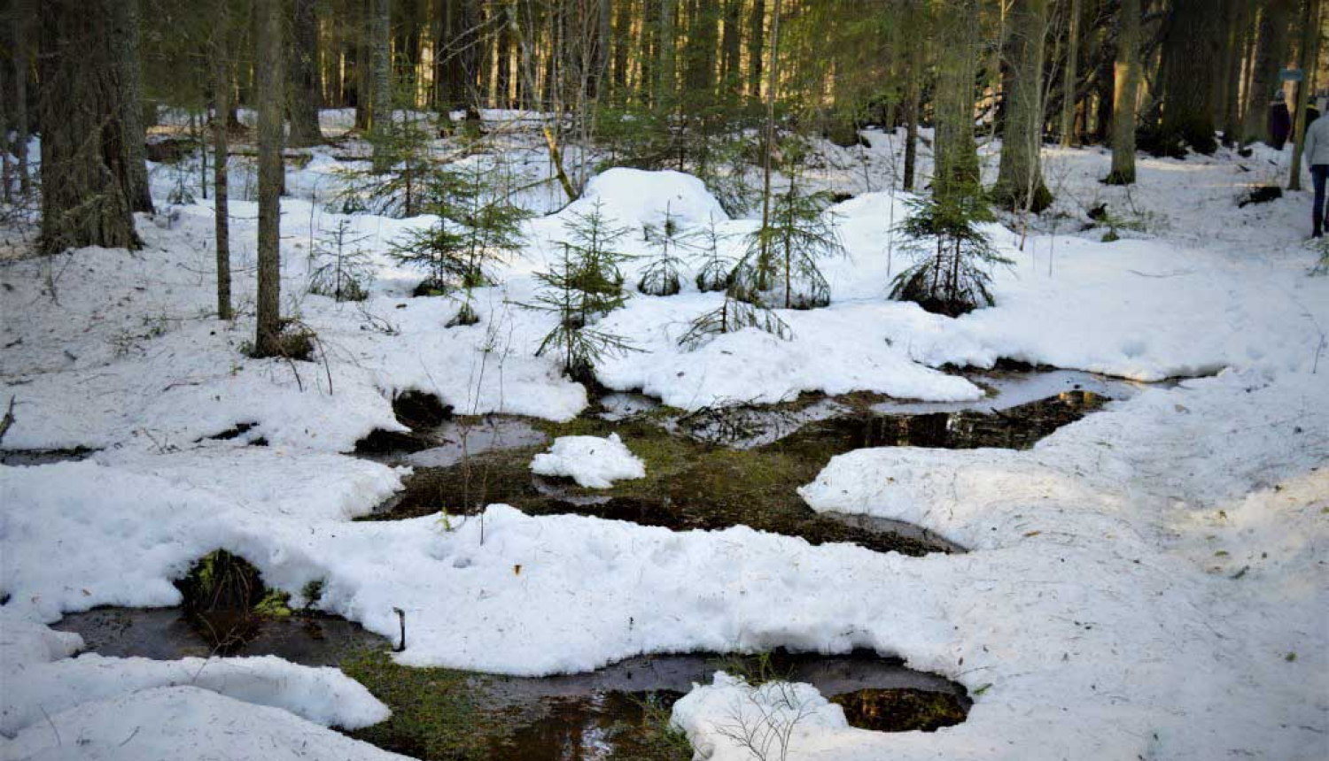 Stompaku purvi
