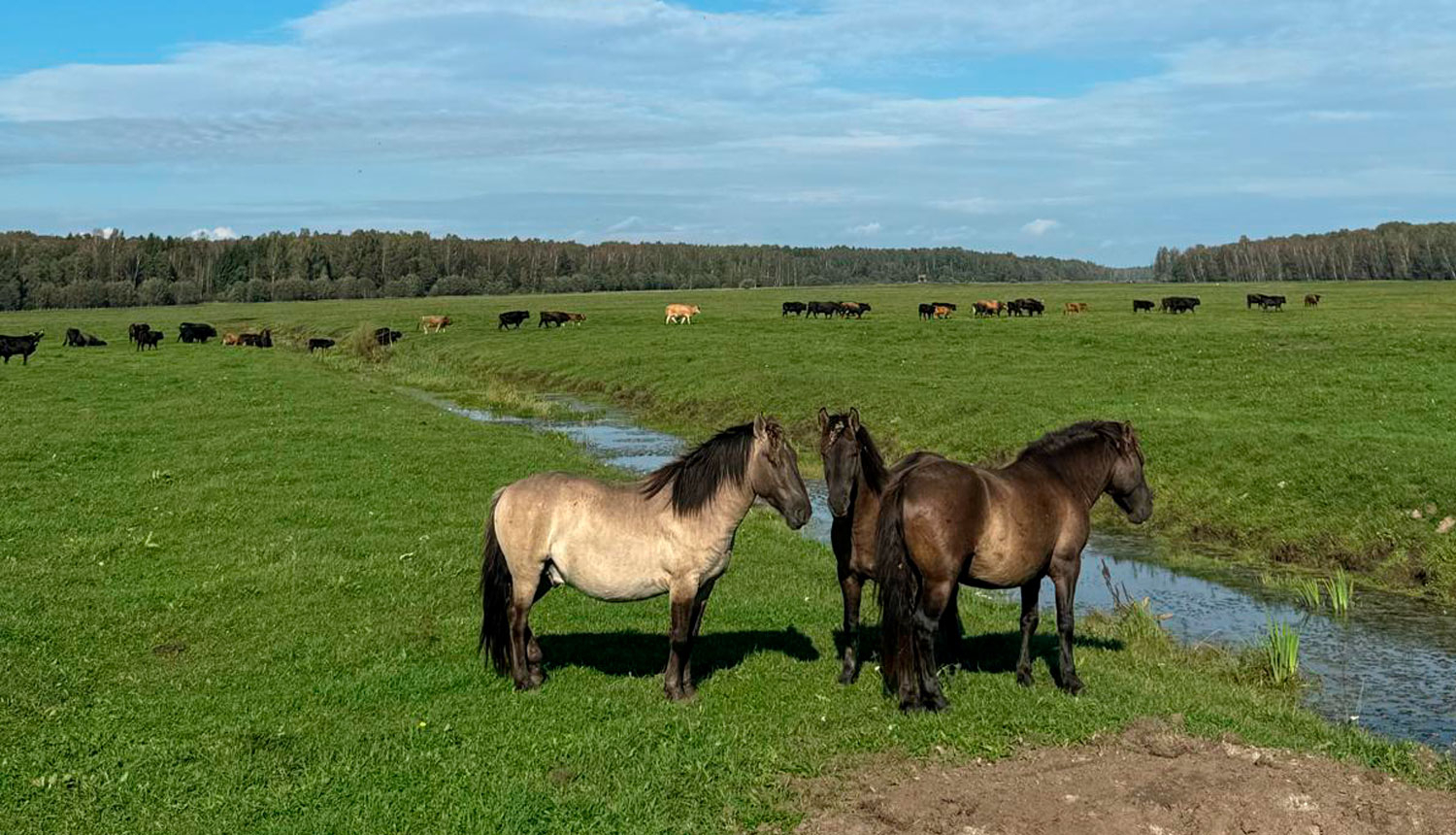 Savvaļa