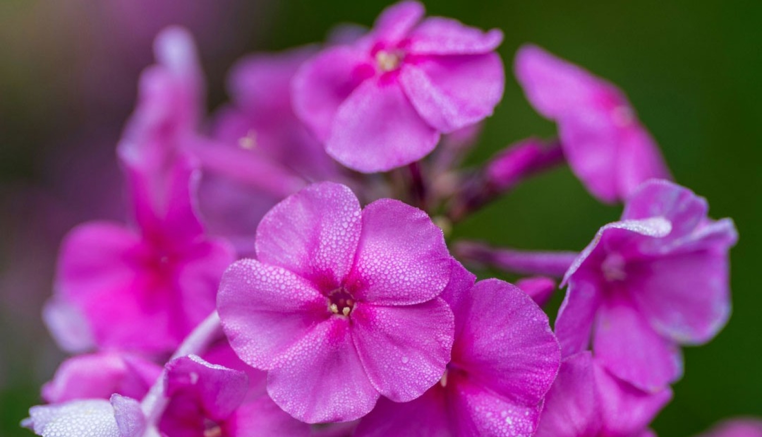 Floksis
