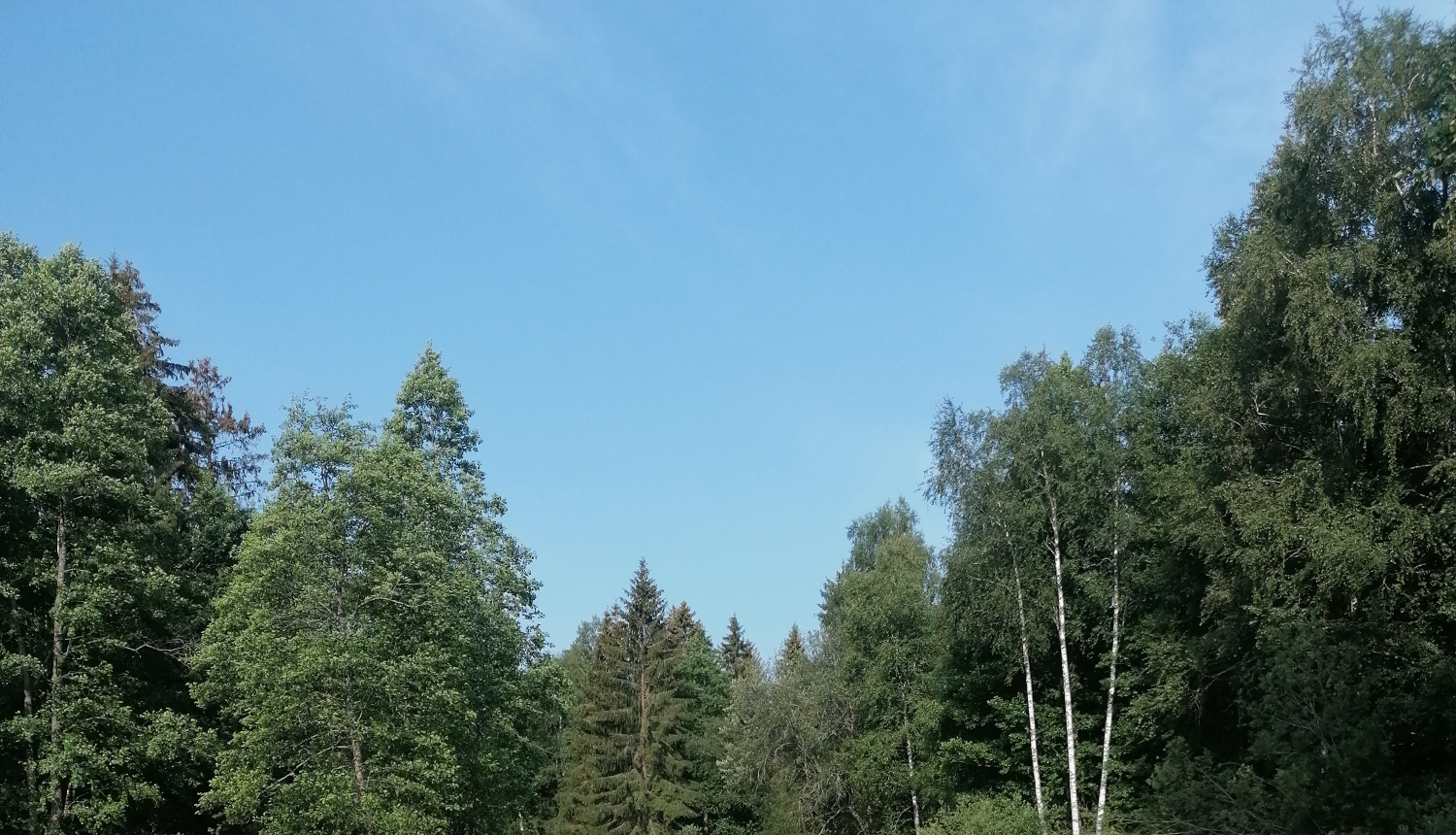 Invazīvie augi - latvānis