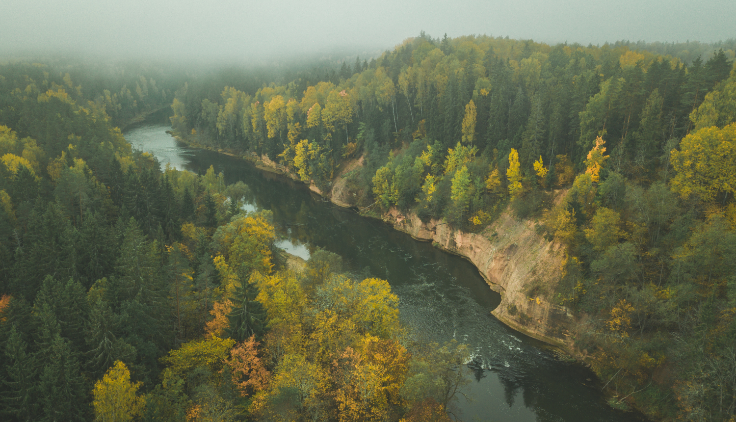 Gauja