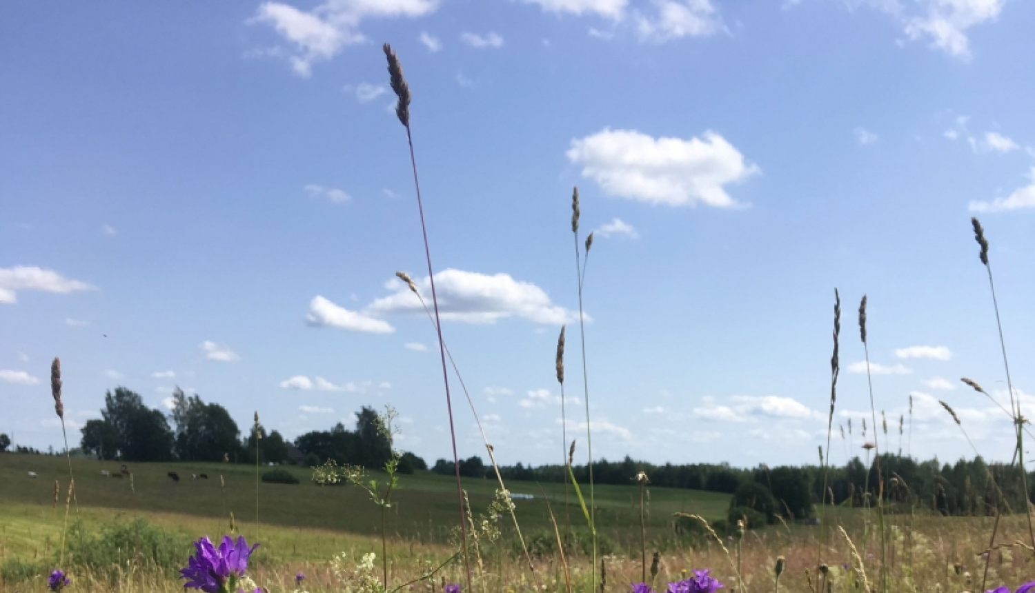 Pļava