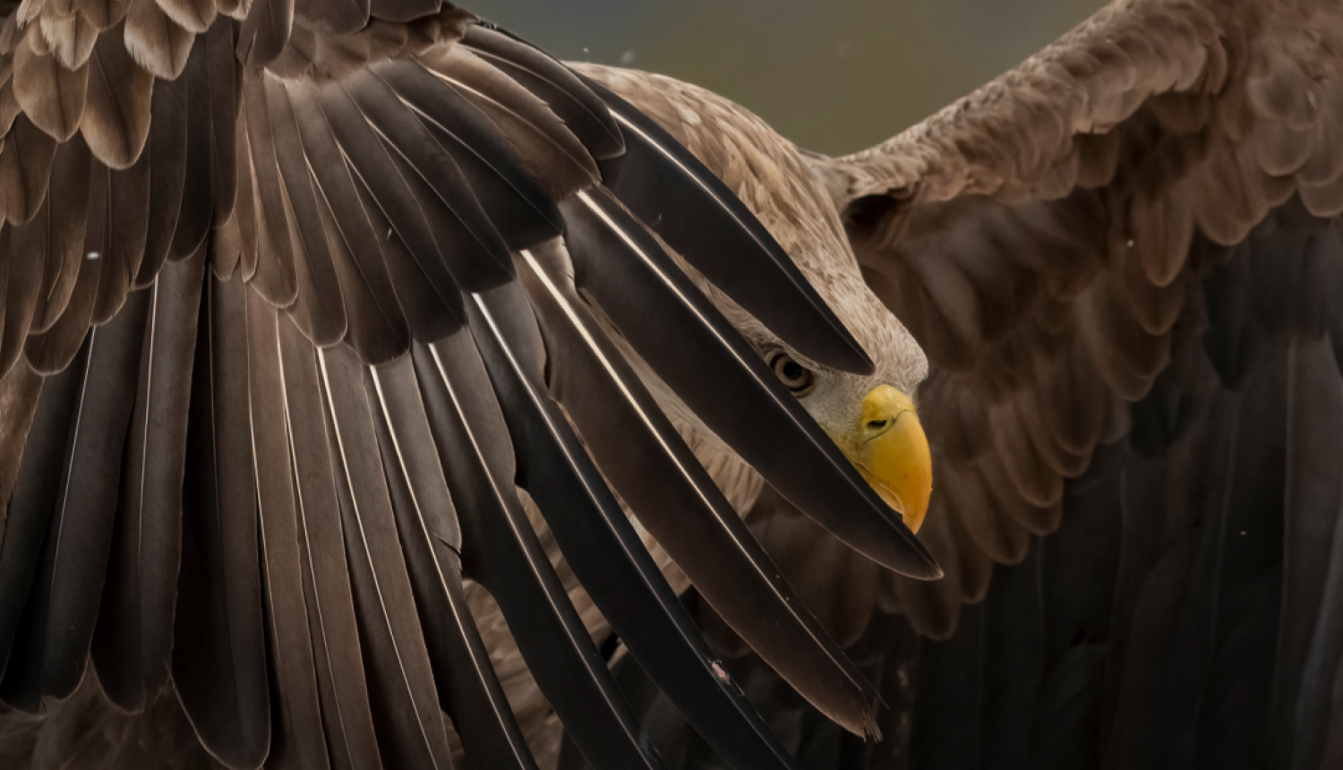 Ērglis