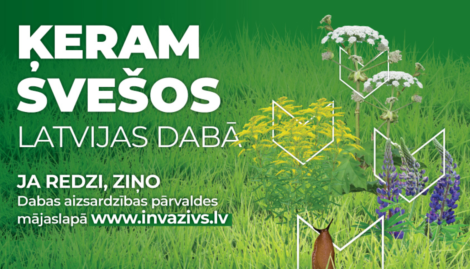 Invazīvās sugas