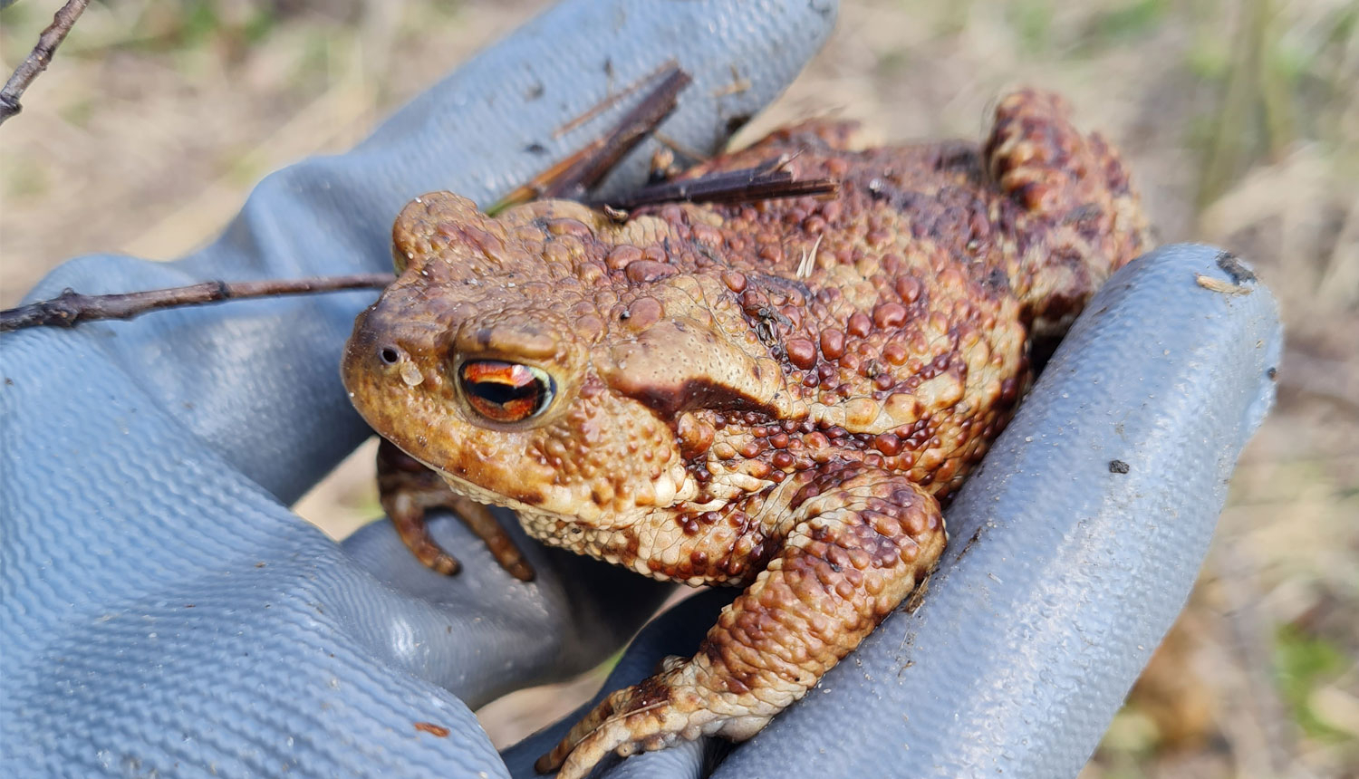 Krupis