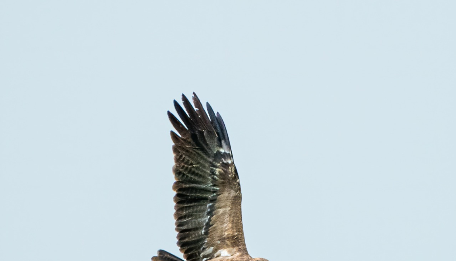 mazais ērglis