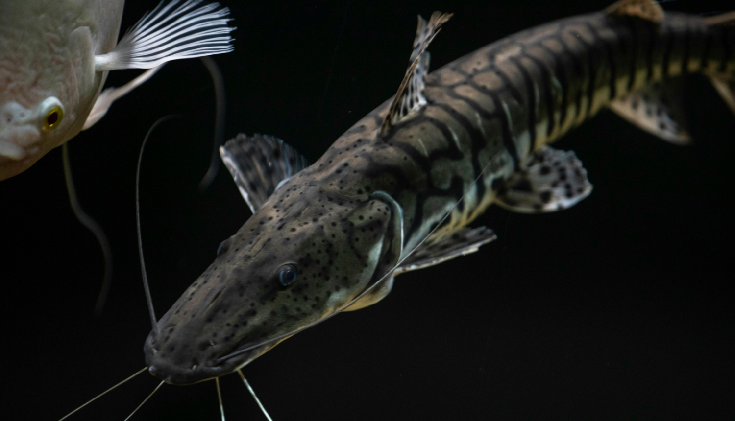 zivs ūdenī
