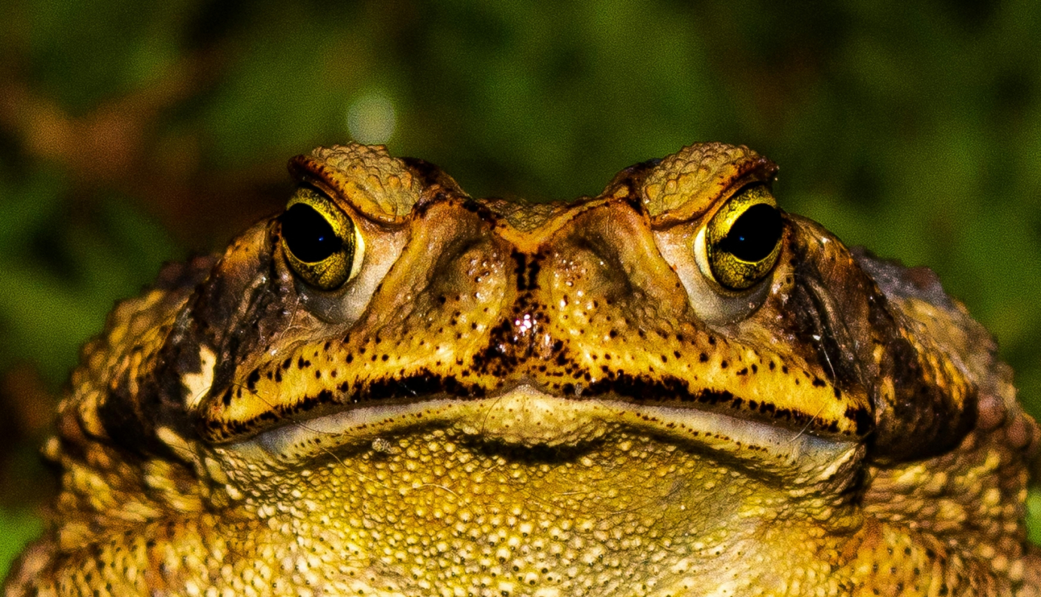 Krupis