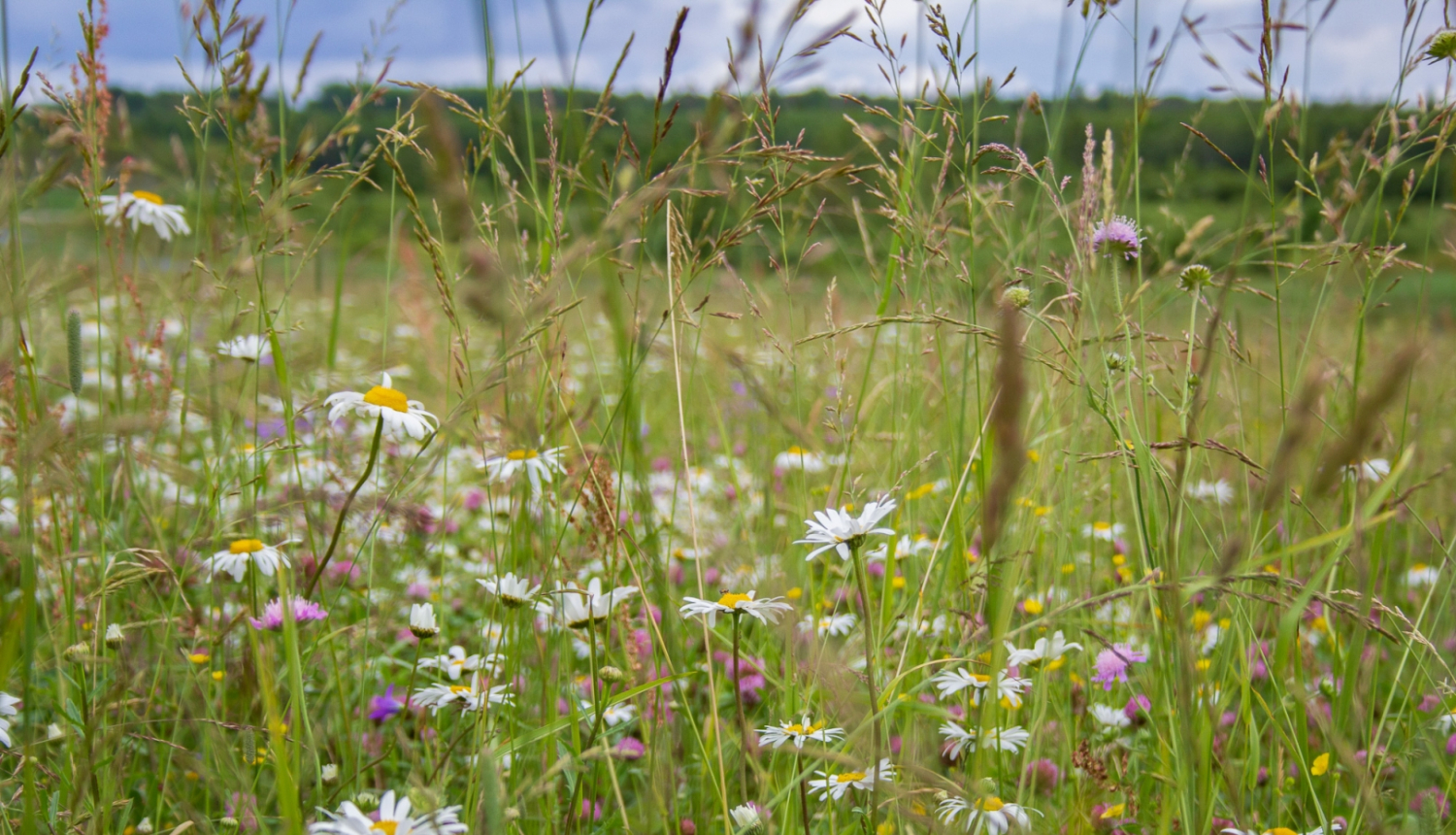 Pļava