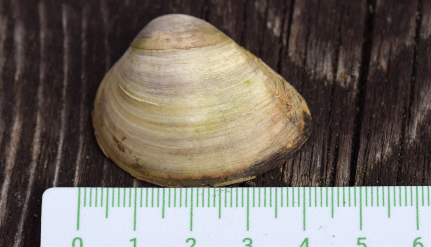 maktrgliemenes