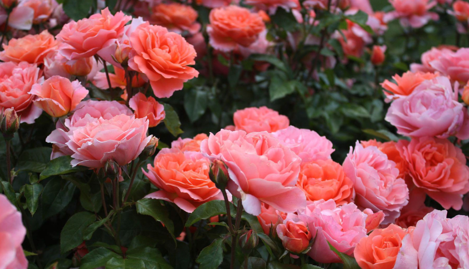 Rozes