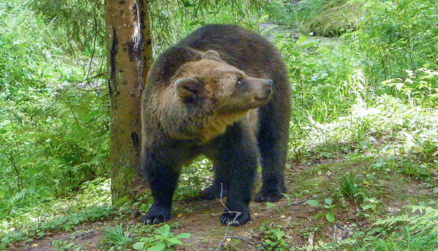 Brūnais lācis