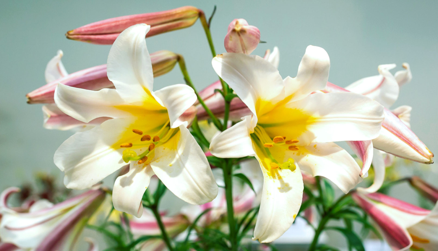 Lilijas