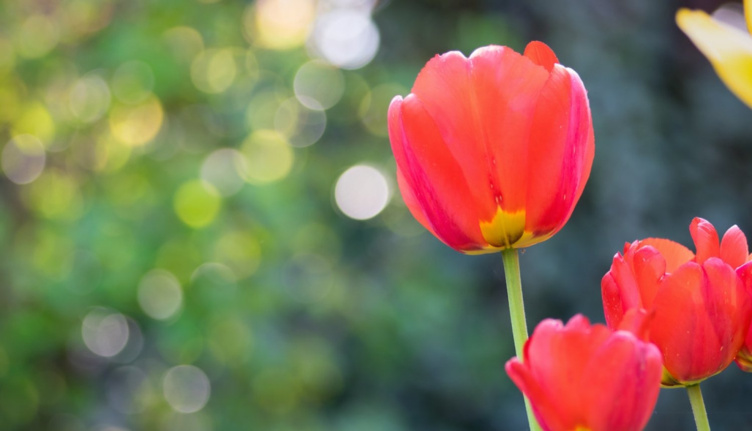 Tulpes