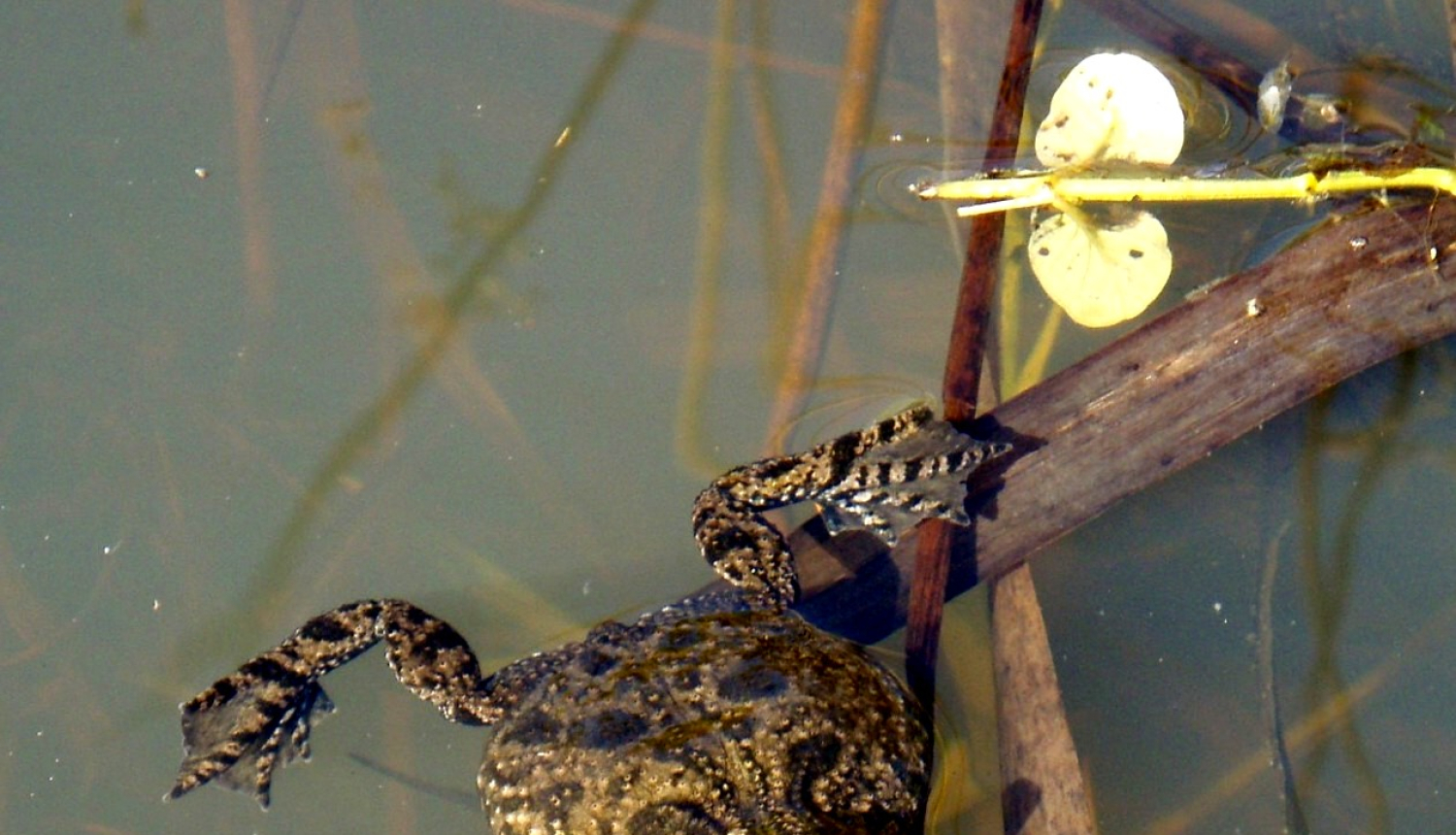 Ugunskrupis