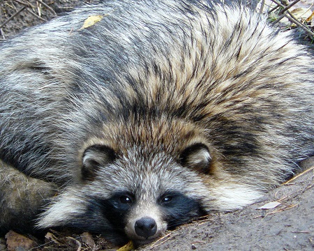 attēls
