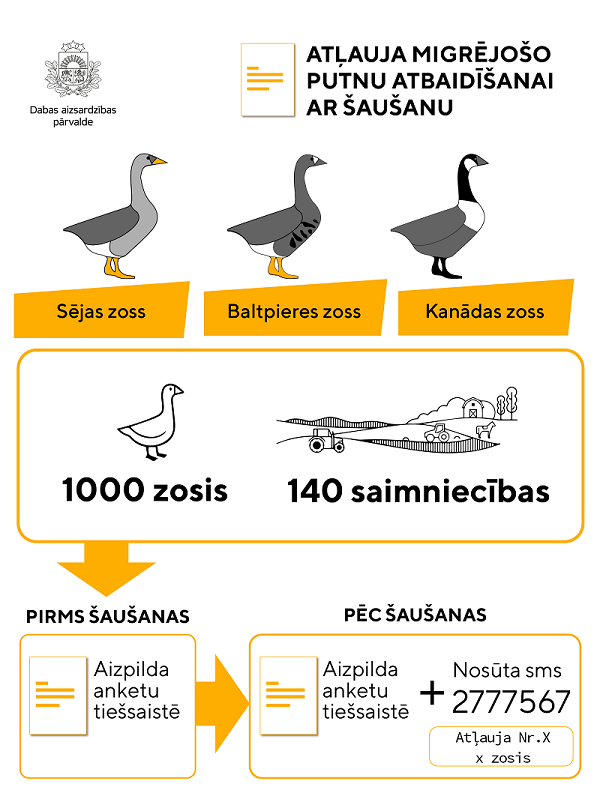 infografika