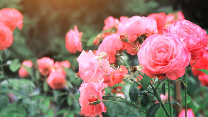 Rozes