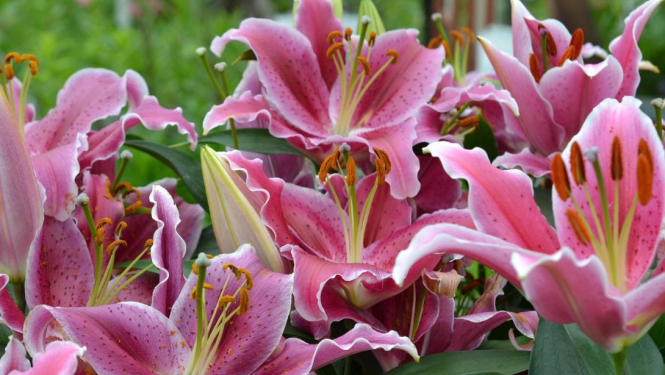 Lilijas