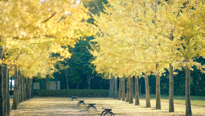 Rudens